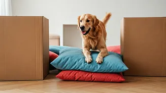 Keep Dogs Active Indoors Using Pillows And Cardboard Boxes Safely