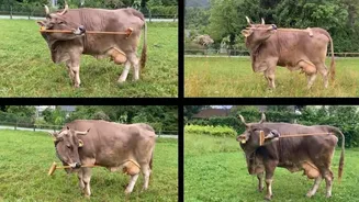 How smart are cows? Veronika, a broom-using bovine, shocks scientists