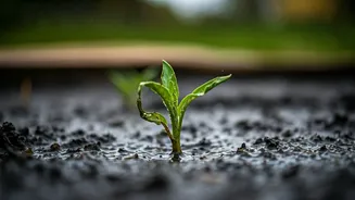 Waterlogging Turns Green Corners Into Plant Graveyards