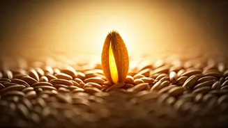 Oats to the Rescue: Unlocking the Power of a Simple Grain for Lowering Bad Cholesterol