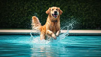 Modern Pet Resorts With Doggy Splash Pools See Record Bookings