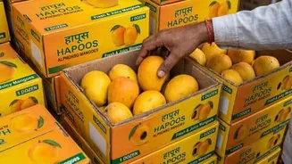Devgad Alphonso mangoes suffer up to 90% loss amid heat
