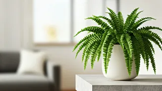 Boston Ferns Dominate Pet Safe Interior Design Styles Today