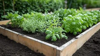 How not to overwater indoor herbs