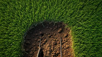 7 Signs Your Lawn Needs Aeration: Revitalize Your Turf and Avoid Common Pitfalls