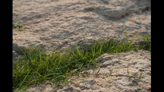 Super El Niño Drives Above-Normal Temperatures Across India