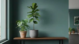 Planning For Houseplant Shopping Starts With Window Direction And Room Humidity