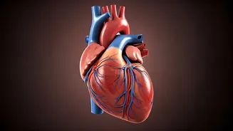 Understanding Your Health: A Beginner's Guide