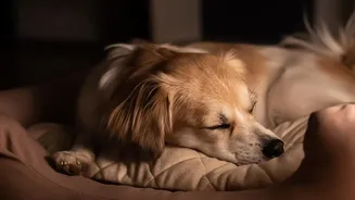 Urban Pet Care: Practical Ways To Relieve Your Dog's Thunderstorm Fear Indoors