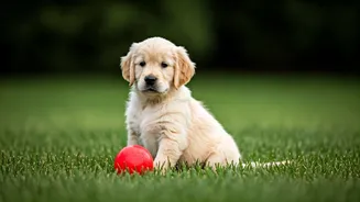 Beginner Dog Owners: Top 5 Breeds to Consider