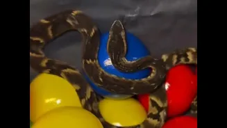 Jararaca na piscina de bolinhas: o que fazer ao se deparar com uma cobra?