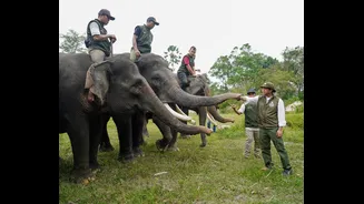 Konservasi Gajah RI Dinilai Bisa Jadikan Indonesia Pemimpin di Asia