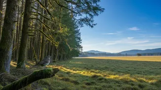 AI Finds Forest and Open-Habitat Birds Use Different Sound Structures