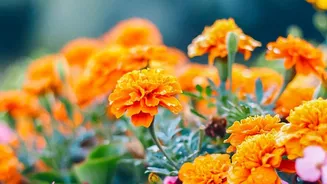 How To Get Big Blooms From Marigolds And Chrysanthemums Planted In October Autumn Soil