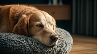 Why Gen Z Treats Dog Mental Wellness As Absolute Priority