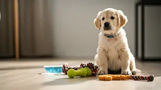 How Consistent Routines Boost Cognitive Function In Young City Puppies