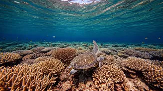 Dive into Paradise: Africa's Breathtaking Lagoons for Unforgettable Freediving