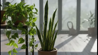 Indoor Plants That Practically Grow Themselves This Monsoon