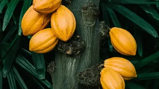 How South India’s Cacao Farms Are Fueling A Premium Bean-To-Bar Chocolate Revolution