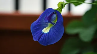 Cultivating Aparajita: Your Balcony's Gateway to Divine Blue Blooms