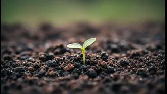 Before Leaves Droop, Look For Slow Drainage And Soil That Never Dries