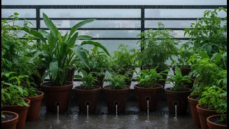 Good Balcony Drainage Could Be The Secret To Healthier Monsoon Plants