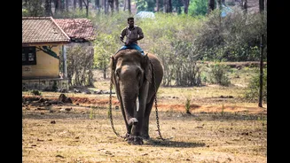 Wild Elephant Kills Estate Worker in Kodagu, Protests Erupt