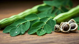 Moringa: Is It a Natural Hair Revolution?
