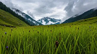 The Ultimate Chopta Meadow Trekking Guide For Monsoon Lovers