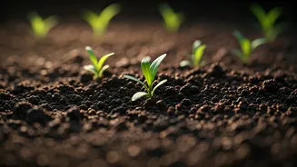 Drainage Is The Real Garden Hero