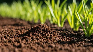Coffee Grounds Can Help Your Garden Grow