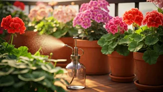 Feed Balcony Flowering Plants Organic Home Brewed Banana Peel Sprays