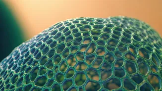 Revolutionary Bacterial Cellulose: A Biodegradable Plastic Alternative Engineered for Performance