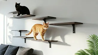 Install Vertical Wooden Bridges To Double Flat Cat Territory