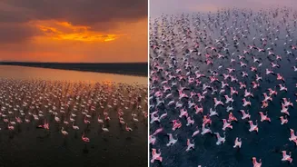 Sambhar Lake turns pink with flamingos: Why this Rajasthan lake is must-visit winter destination
