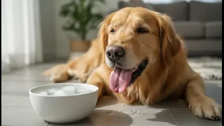 Why Indian Cat, Dog and Small-Animal Owners Need Better Guidance on Cooling