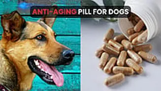 Dogs Get An Anti-Ageing Pill! FDA-Backed Daily Drug Could Add Years To Your Pet's Life