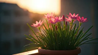 Rain Lilies Are The Balcony Bloom To Watch