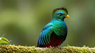 Fairytale Birds With Dazzling Crests Exist.