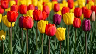 Delhi's Tulip Festival: Was It a Success?