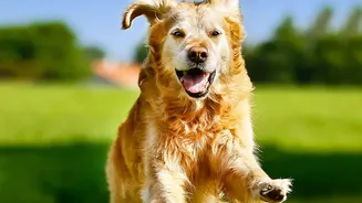 How To Navigate Apartment Dog Parks Safely With Proper Group Play Etiquette