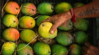 Hainan University finds 12°C storage slows ripening and reduces spoilage
