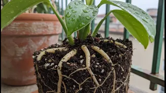 How to implement seasonal checklist to insulate balcony tropical plants from rot