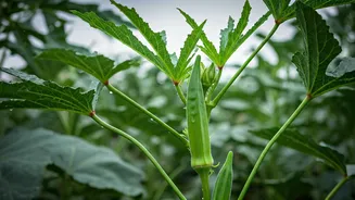 Okra Plants Keep Working After Monsoon Arrives