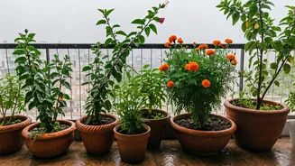Grow A Vibrant Balcony Garden Even In Wet Weather