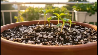 Why Lightweight Perlite Keeps Balcony Container Mixes Loose Preventing Wet Weather Soil Compaction