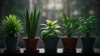 Five Plants Can Transform Your Monsoon Balcony