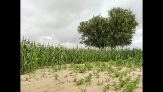 Thar Desert Sees New Agricultural Opportunities Amid Changing Weather Patterns