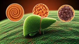 Liver Disease Surge: Lancet Study Unveils Top 3 Risks & Prevention Strategies