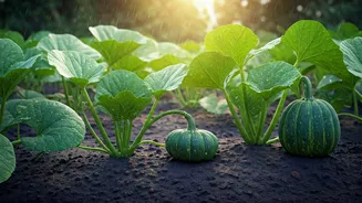 Rain Makes Growing These Vegetables Easier